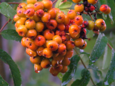 Sorbus aucuparia Wilde lijsterbes bestellen